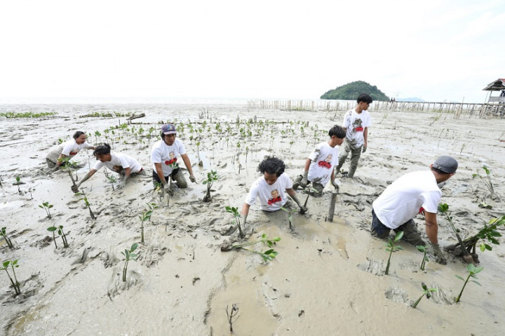 Jaga Ekosistem Pantai, 500 Bibit Mangrove Ditanam di Desa Pasir Mempawah