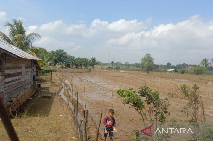 50 Hektare Sawah di Mukomuko Belum Dapat Air Irigasi