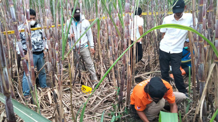 Kerangka Manusia di Kebun Tebu, Diduga merupakan ODGJ