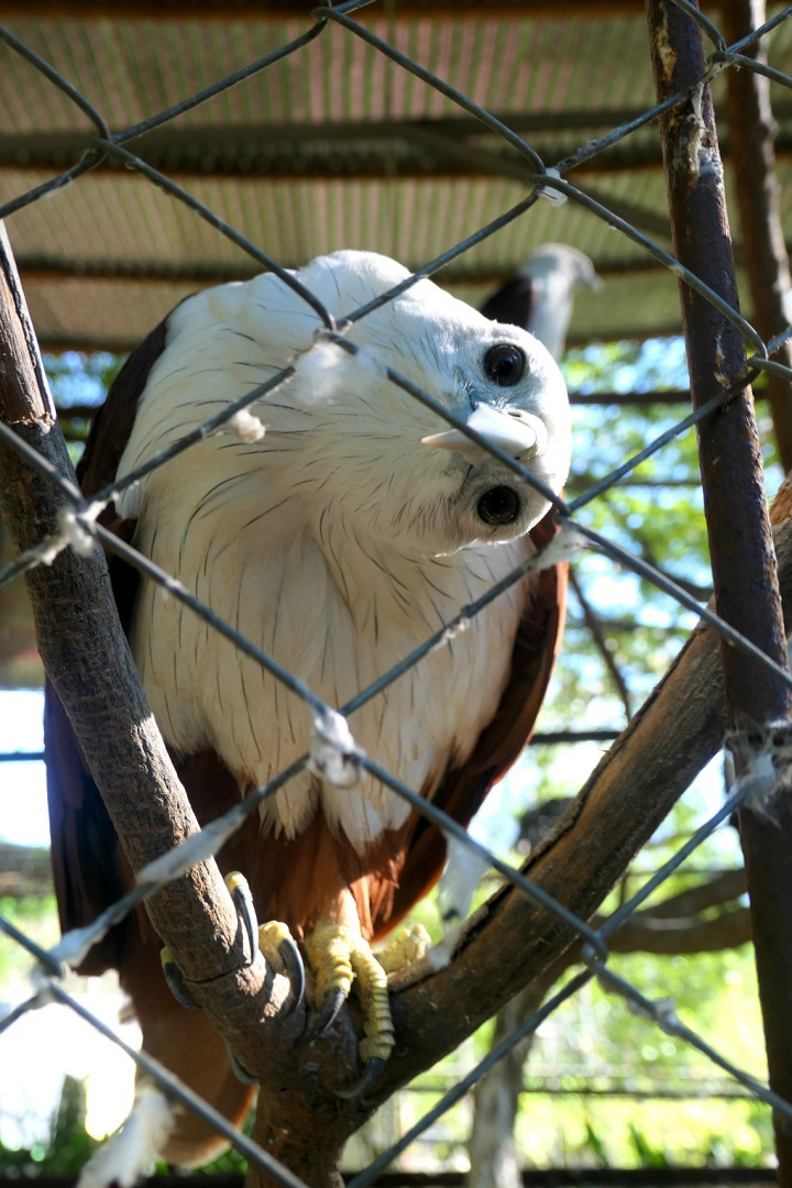 Menyibak Kabar Burung 'Haram' dari Kandang Rumah Dinas Wagub Aceh
