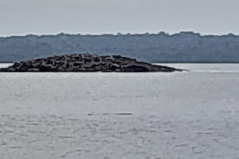 Fenomena pulau muncul di permukaan Desa Teinaman kecamatan Tanimbar utara paska gempa berkekuatan magnitudo 7,5. Antara Ho- Dokumentasi pribadi.
