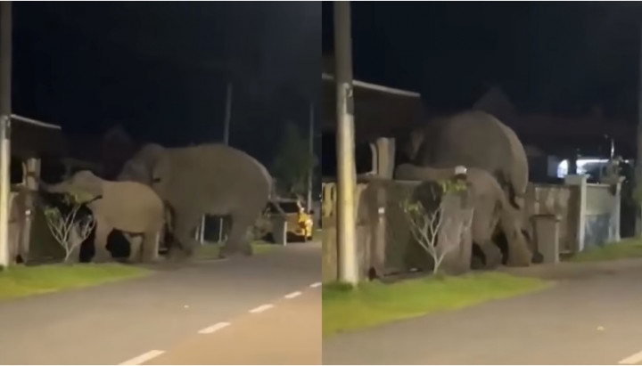 Gajah Masuki Perumahan di Malaysia, Warga Langsung Panik