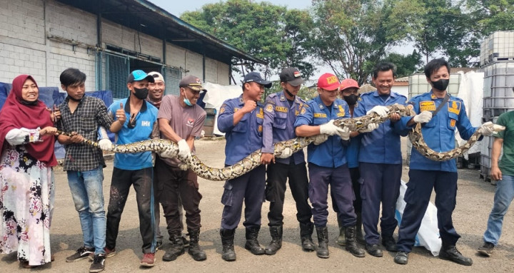 Bersembunyi di Atap Pabrik, Ular Piton Sepanjang 5 Meter Berhasil Ditangkap