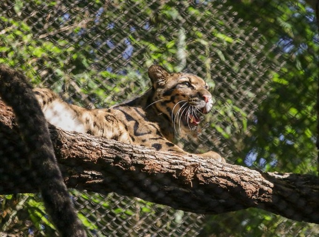 Macan tutul bernama Nova di Kebun Binatang Dallas. (Twitter / @DallasZoo)