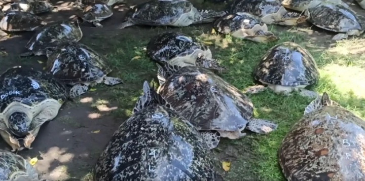 TNI Al Gagalkan Penyelundupan 43 Ekor Penyu Hijau