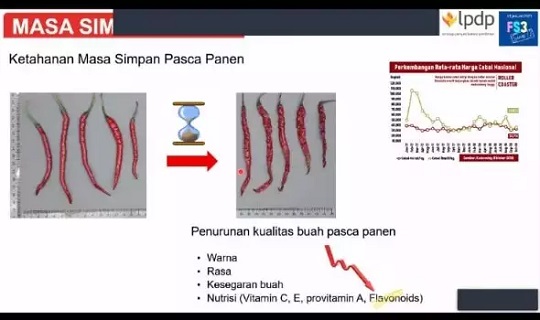 BRIN Teliti Penundaan Pelunakan Buah Pasca Panen pada Cabai