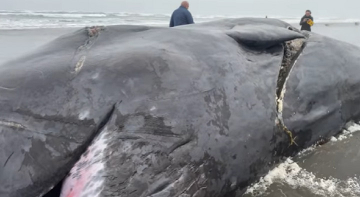 Bangkai Paus Sperma dengan Luka Besar Ditemukan di Pantai Oregon