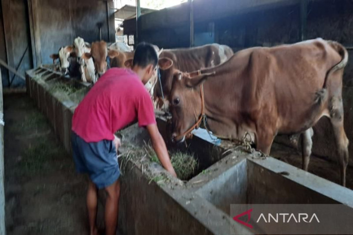 Pemkab Boyolali Minta Masyarakat Waspada Penyakit LSD pada Ternak