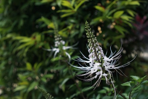 8 Manfaat Daun Kumis Kucing Bagi Kesehatan, Bisa Cegah Tekanan Darah Tinggi