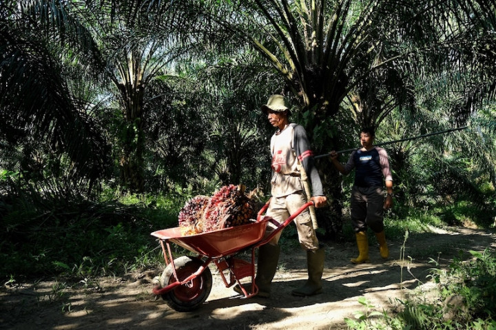 Hadapi Tantangan Pasar Sawit Berkelanjutan, Petani Swadaya Mulai Berbenah