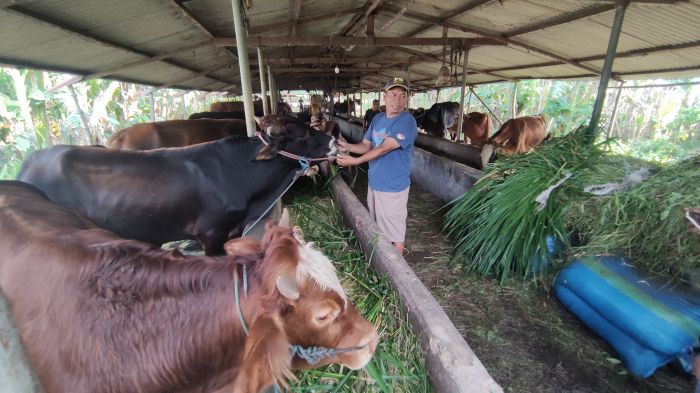 Penyakit Kulit LSD pada Ternak Makin Merebak di Jateng