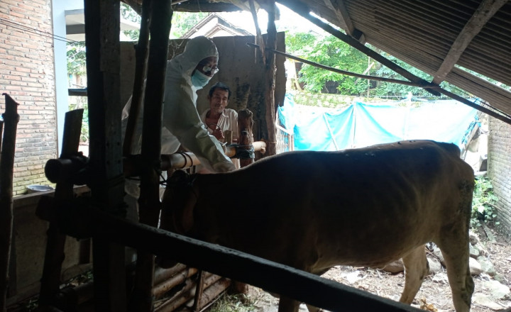 Hewan Ternak di Jepara Mulai Terjangkit Virus LSD