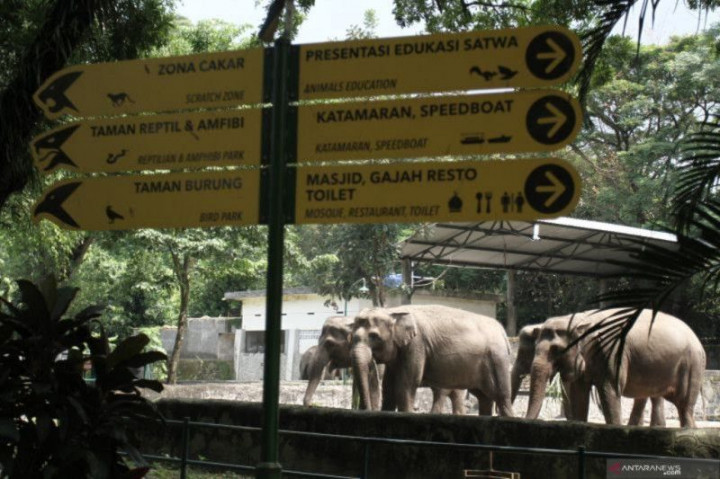 Sambut Tahun Baru Imlek, Gembira Loka Zoo Kedatangan Satwa Baru