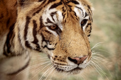 Sedih, Harimau Kabur di Afrika Selatan Terpaksa Disuntik Mati