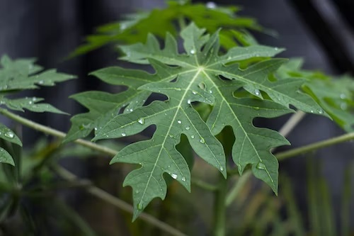 Daun pepaya. (Foto: Ilustrasi. Dok. Unsplash.com)