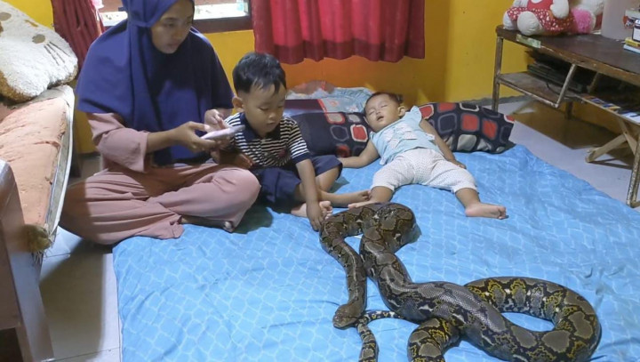 Horor, Sekeluarga di Kuningan Tinggal Berbaur dengan 5 Ekor Ular di Rumahnya