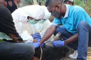 Dinas Peternakan NTT Sebar 39.200 Liter Disinfektan Antisipasi Flu Babi Afrika Meluas