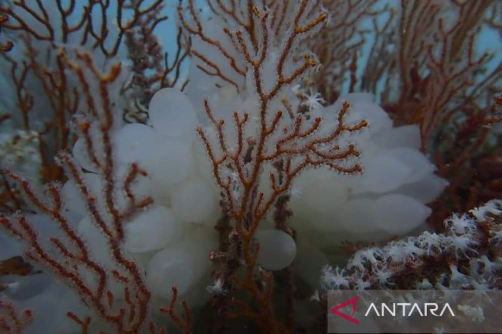 PT Timah Bakal Tenggelamkan 1.920 Rumah Ikan di Laut Babel