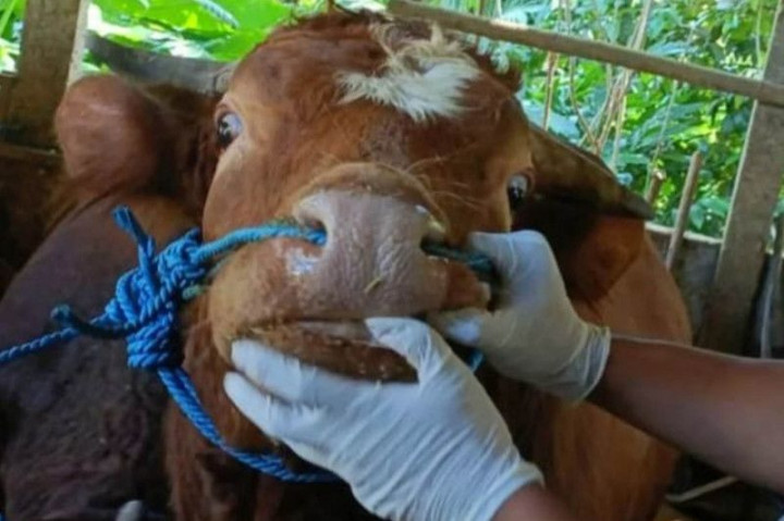 Seekor Sapi di Magelang Positif Terinfeksi LSD