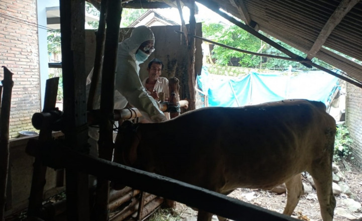 37.440 Sapi di Kabupaten Malang Telah Divaksin LSD