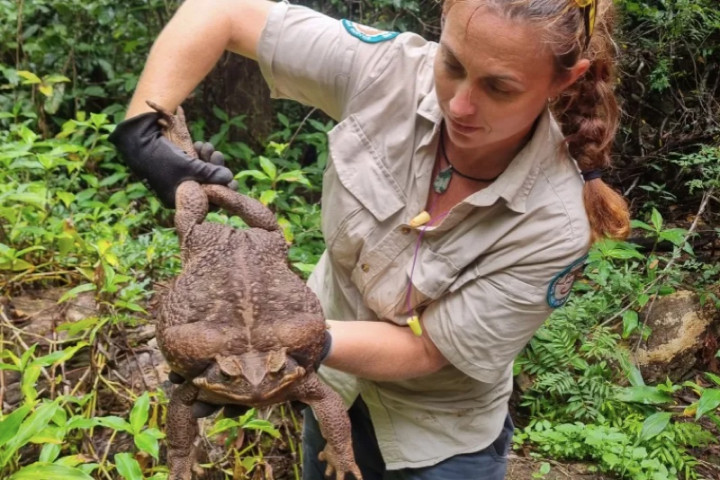 Kodok Raksasa Ditemukan di Australia, Beratnya Capai 2,7 Kilogram!