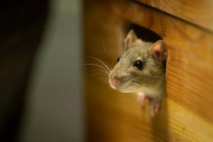 11 Tanaman Pengusir Tikus yang Mudah Ditanam di Rumah, Tak Perlu Perangkap Lagi