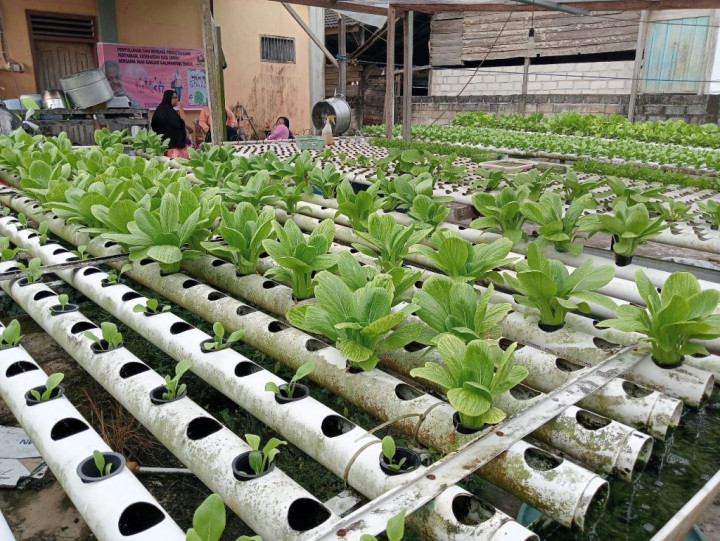 Hidroponik Diyakini jadi Solusi Masalah Lingkungan