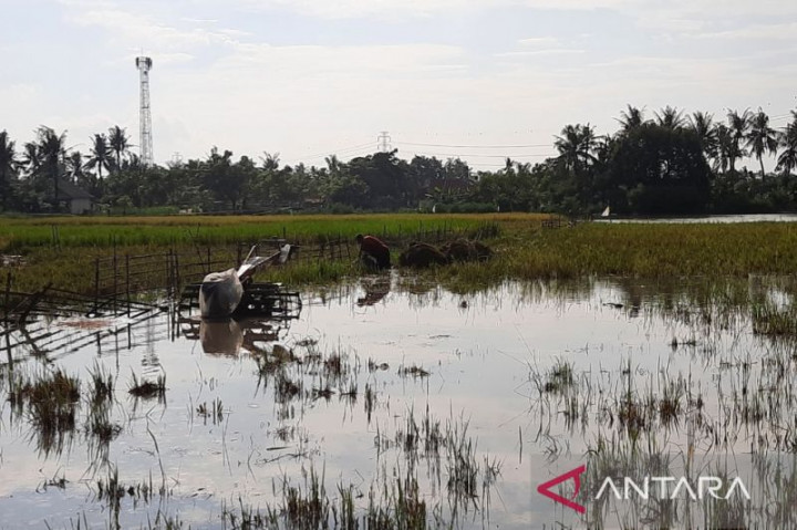 Petani di Kabupaten Tangerang Merugi hingga Rp344 Juta Akibat Banjir