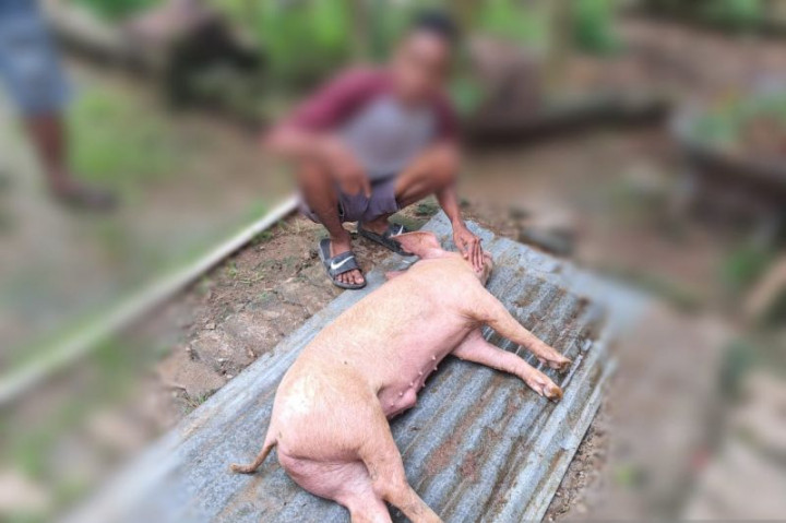 Ternak Babi di 6 Kecamatan di Kupang NTT Dilaporkan Mati Mendadak