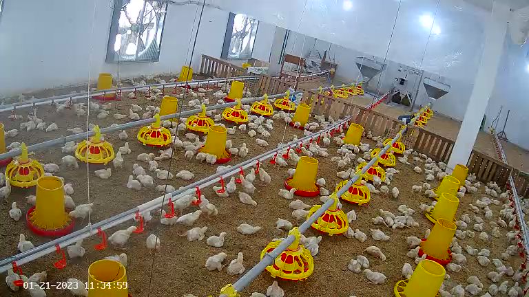 Kandang ayam milik jurusan Agribisnis Ternak Unggas SMKN 1 Grati. DOK Vokasi Kemndikbud