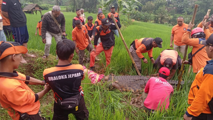 Seekor Buaya Lepas dari Objek Wisata di Jepara