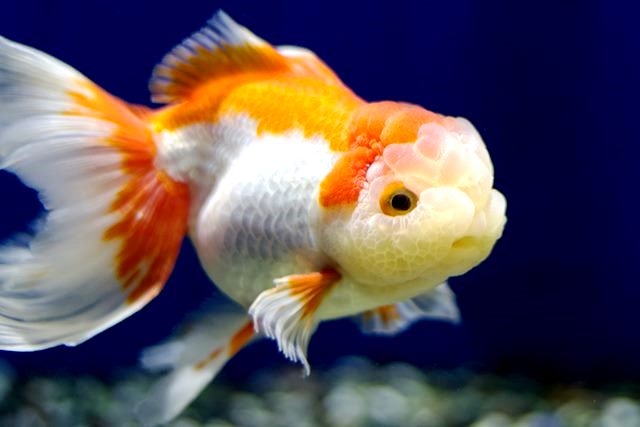 8 Jenis Ikan Mas Hias yang Lucu dan Unik