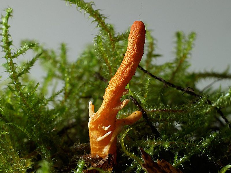 Nggak Bakal Jadi Zombie Gaess, Ini Efek Samping Konsumsi Jamur Cordyceps