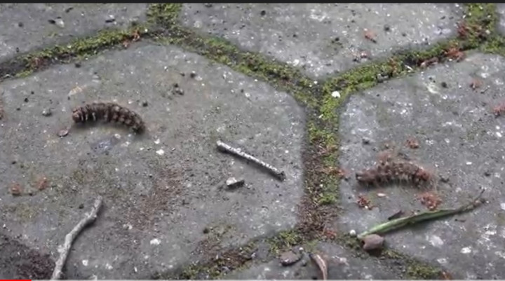 Diserang Kawanan Ulat Bulu, Sekolah di Mojokerto Terpaksa Terapkan PJJ