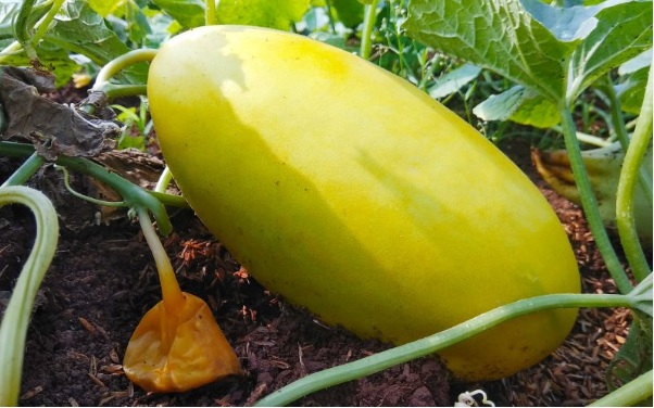 Dijamin Subur! Ini Cara Menanam Timun suri sebelum Ramadan