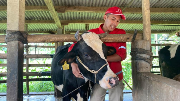 PMI Cegah PMK Lewat Vaksinasi dan Bantuan Nontunai