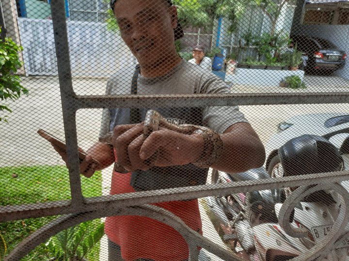 Dari Bunglon hingga Ular, Begini Cara Unik Hewan Bertahan Hidup