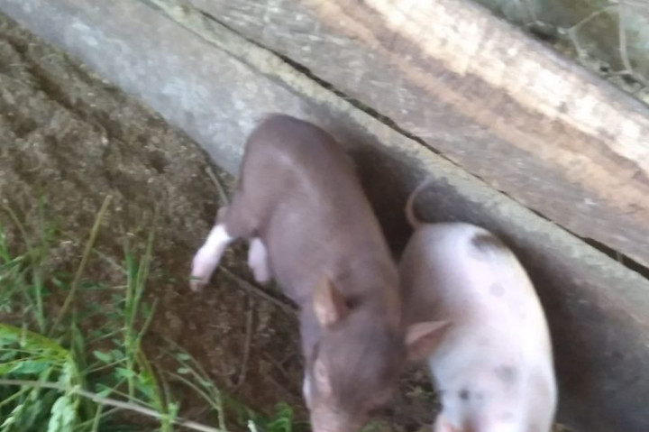 Virus Flu Babi Serang 7 Kabupaten di NTT, Pemprov Siapkan Disinfektan