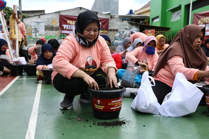 500 Pohon Cabai Disebar ke Warga Cempaka Putih