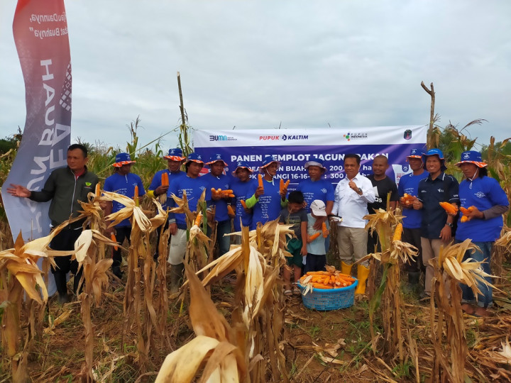 Program Ini Bikin Produktivitas Jagung Meningkat