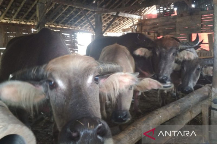 Vaksinasi PMK dan LSD di Yogyakarta Terus Berjalan