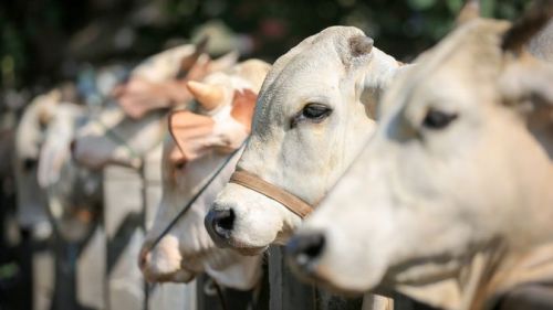 1.318 Ekor Sapi di Semarang Terinfeksi LSD, 6 Di Antaranya Mati