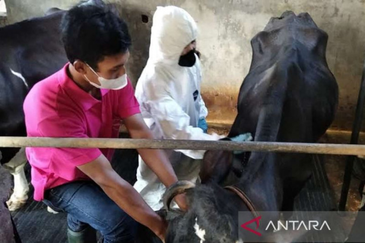 Pemkab Kudus Masih Butuh Tambahan Vaksin PMK