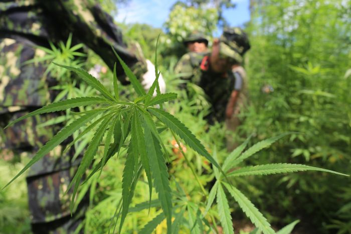 Ladang Ganja Ditemukan di Kawasan Wisata Cangkuang Garut
