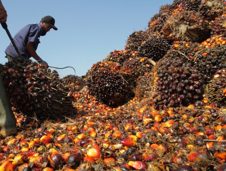 Inovasi Praktik Sawit Berkelanjutan di Indonesia