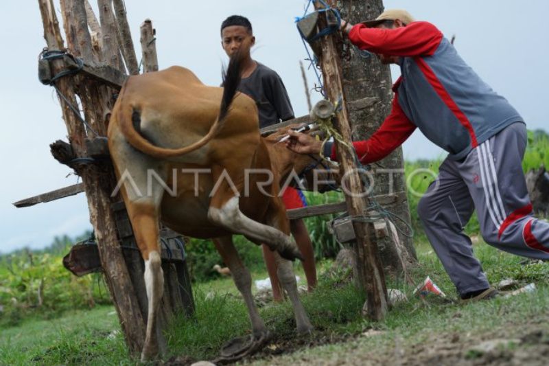  Petugas menyuntikan vaksin penyakit mulut dan kuku (PMK) kepada sapi saat vaksinasi massal di Kecamatan Samaturu, Kolaka, Sulawesi Tenggara, Kamis, 19 Januari 2023. Antara Foto/Jojon