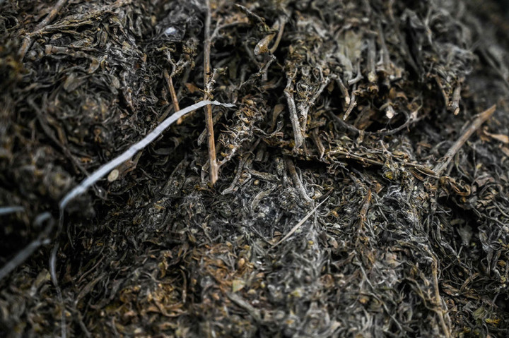 Polda Aceh Ungkap Peredaran 16,2 Ton Ganja