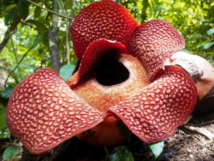 Ingin Pengalaman Liburan yang Berbeda! Ini Rekomendasi 5 Desa Wisata di Bengkulu