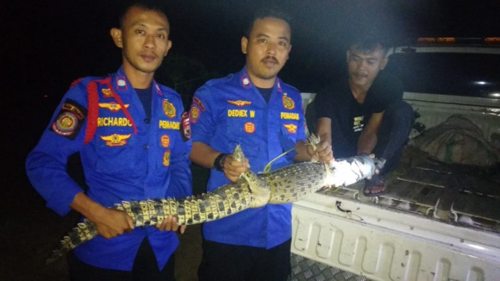 Warga Mesuji Lampung Resah Belasan Buaya Masuk ke Permukiman