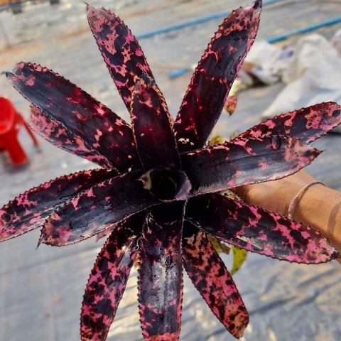 Beberapa varietas tanaman hias berikut dapat memberikan warna beragam. Simak yuk selengkapnya. (Foto: Dok. Instagram Jorg Bolder/@biotopo.eu)